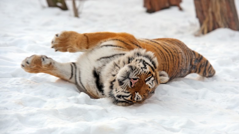 ảnh nền con cái hổ đang được lăn lóc lộn bên trên tuyết