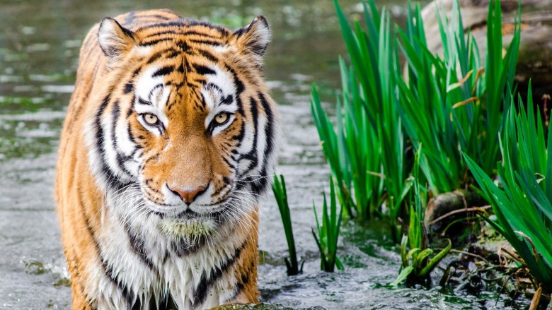 ảnh nền con cái hổ đang được lội nước