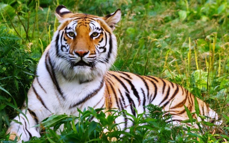 ảnh nền con cái hổ đang được nằm trong lòng lớp bụi cỏ xanh