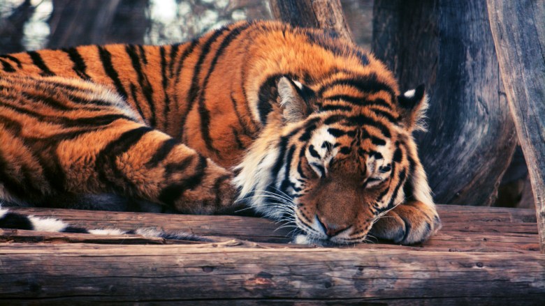 ảnh nền con cái hổ đang được ở ngủ