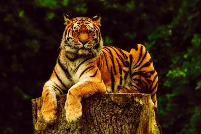 ảnh nền con hổ đang nằm trên khúc cây gỗ
