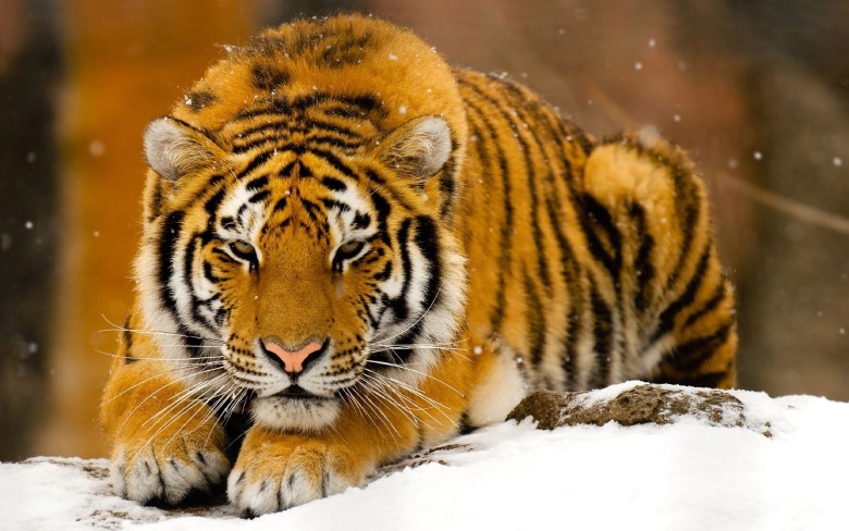 ảnh nền con hổ đang nằm trong vùng tuyết trắng