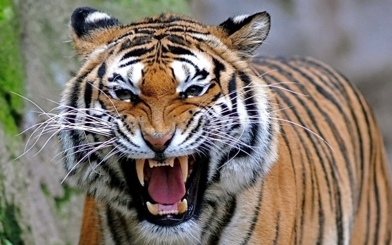 Tải hình ảnh con cái hổ ấn tượng nhất