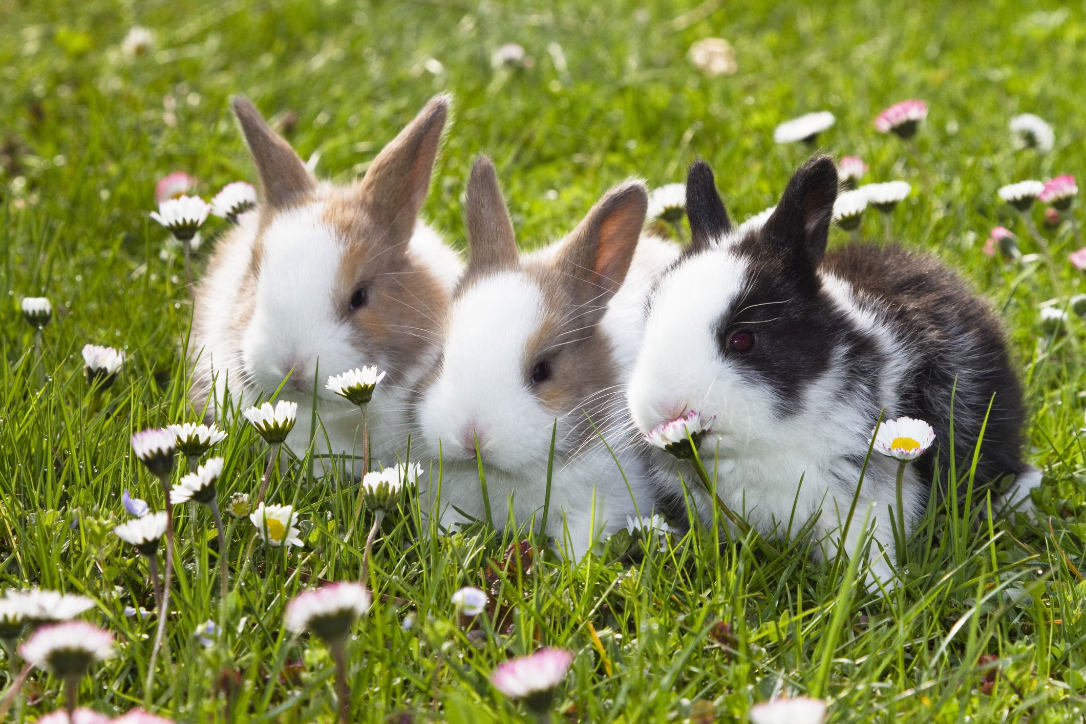 Hình ảnh con thỏ cute