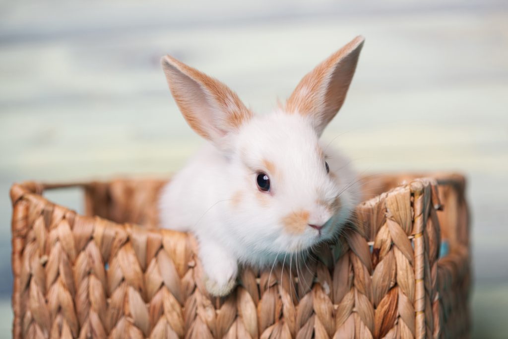 Hình ảnh con thỏ trắng