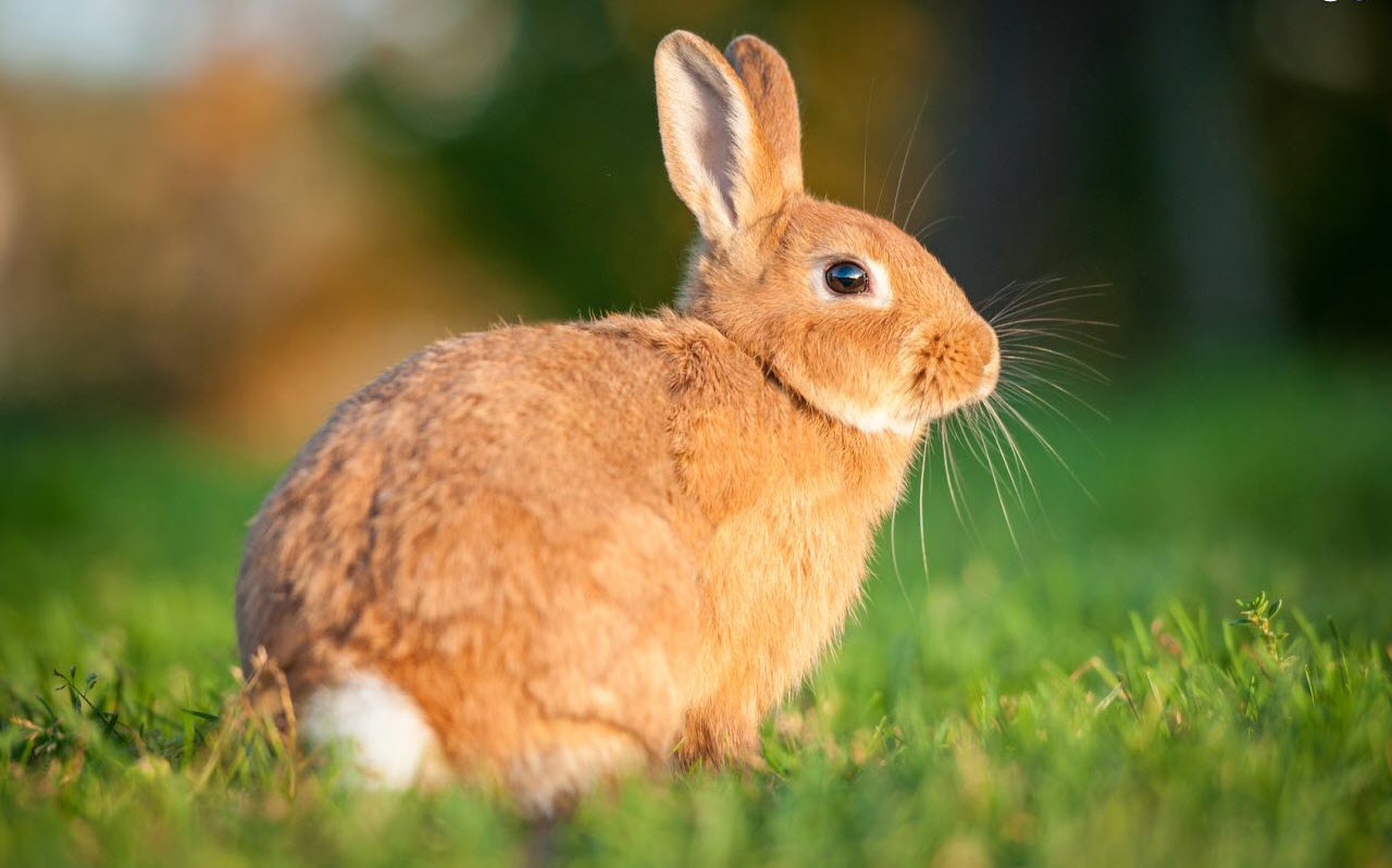 Hình ảnh con thỏ