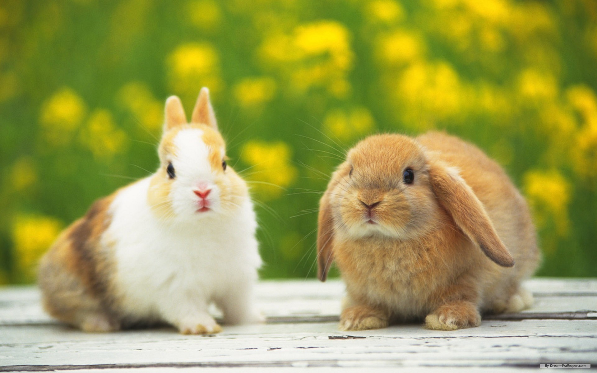 Hình ảnh con thỏ