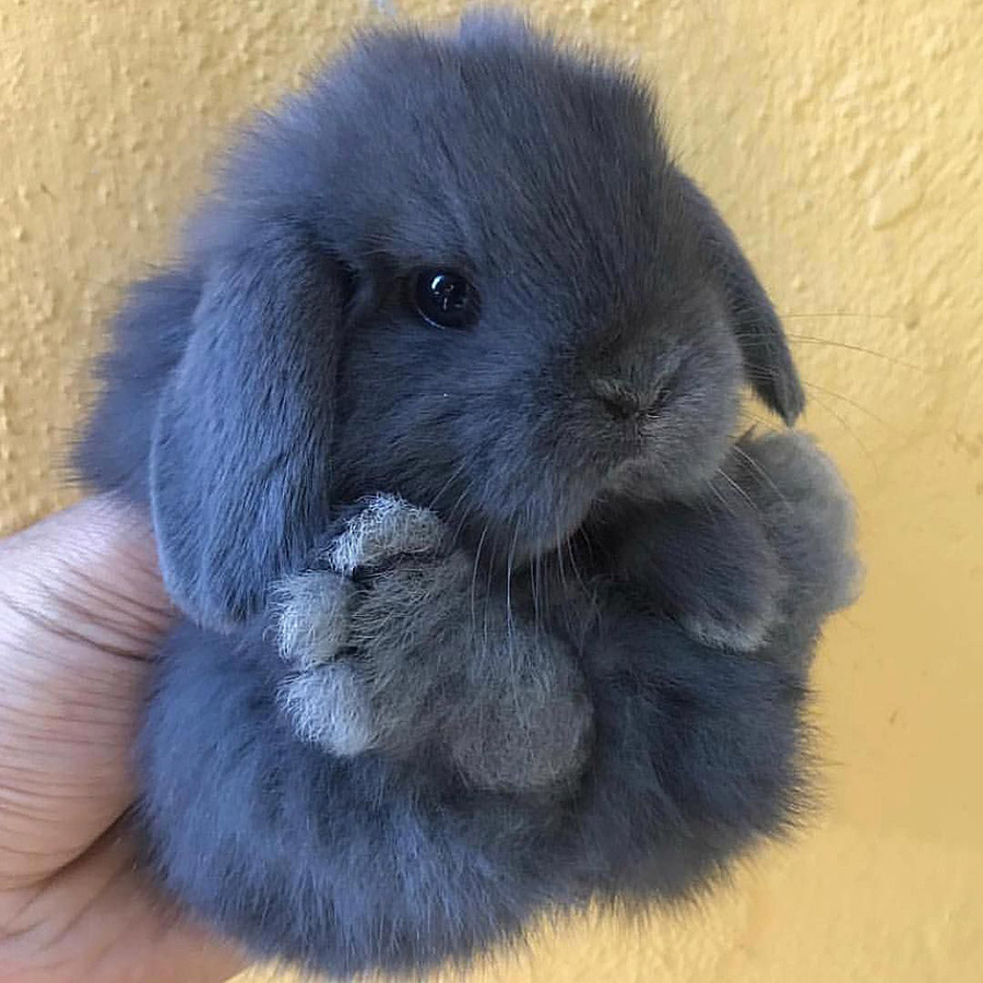 Hình ảnh về con thỏ dễ thương