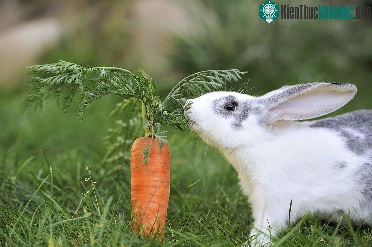 Hình ảnh về con thỏ dễ thương