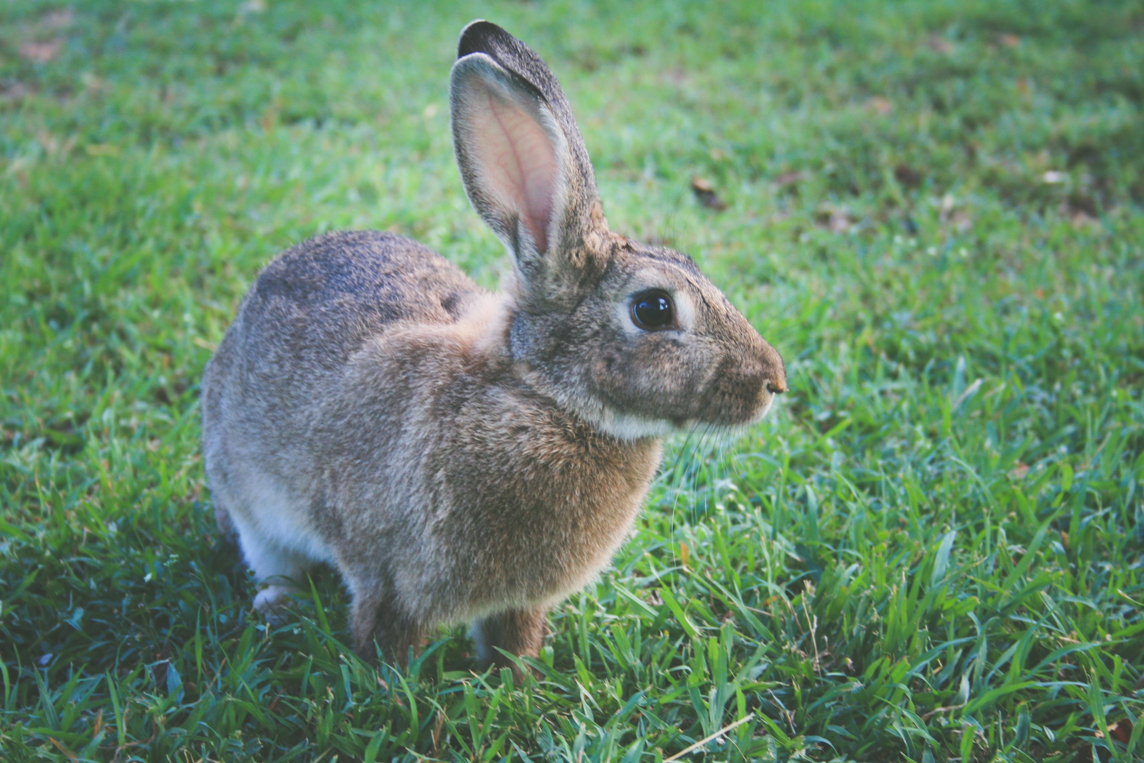 Hình ảnh con thỏ đẹp nhất thế giới