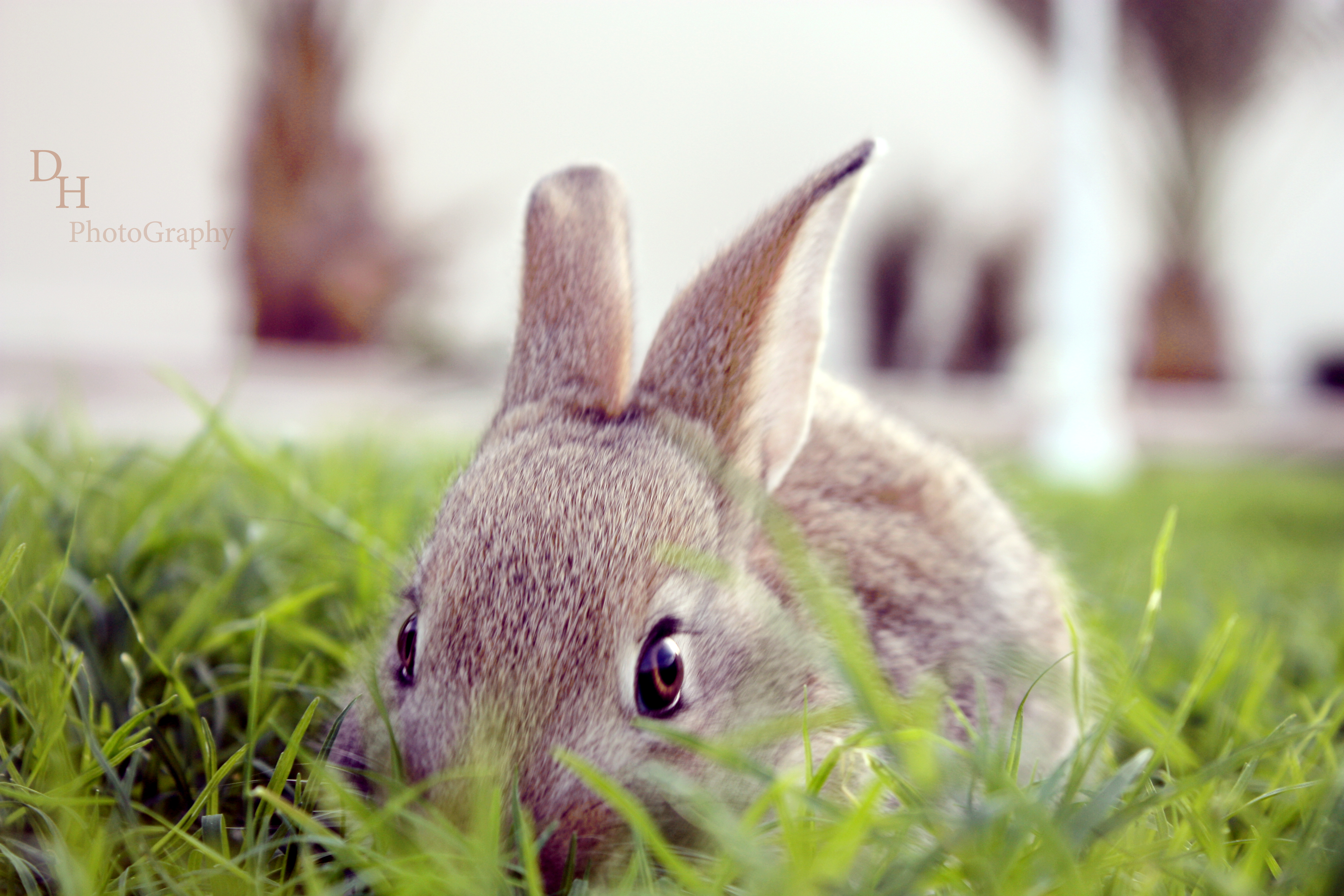 Những hình ảnh thỏ con dễ thương