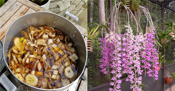 Mẹo tưới cây bằng dung dịch chuối cực đơn giản, trồng cây nào cũng tốt um, ra hoa trĩu cành - Tạp chí Doanh nghiệp Việt Nam