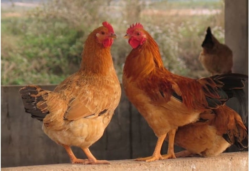 Hướng dẫn chăn nuôi gà Tàu Vàng cho năng suất cao