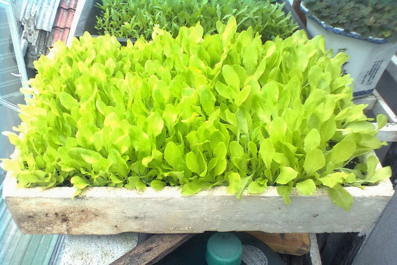Cách trồng rau diếp xanh tươi tại nhà