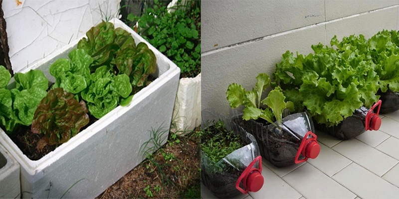 Cách trồng rau diếp xanh tươi tại nhà