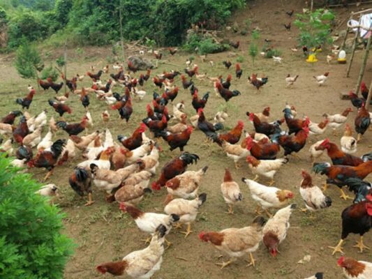 6 chìa khóa thành công trong chăn nuôi gà thả vườn